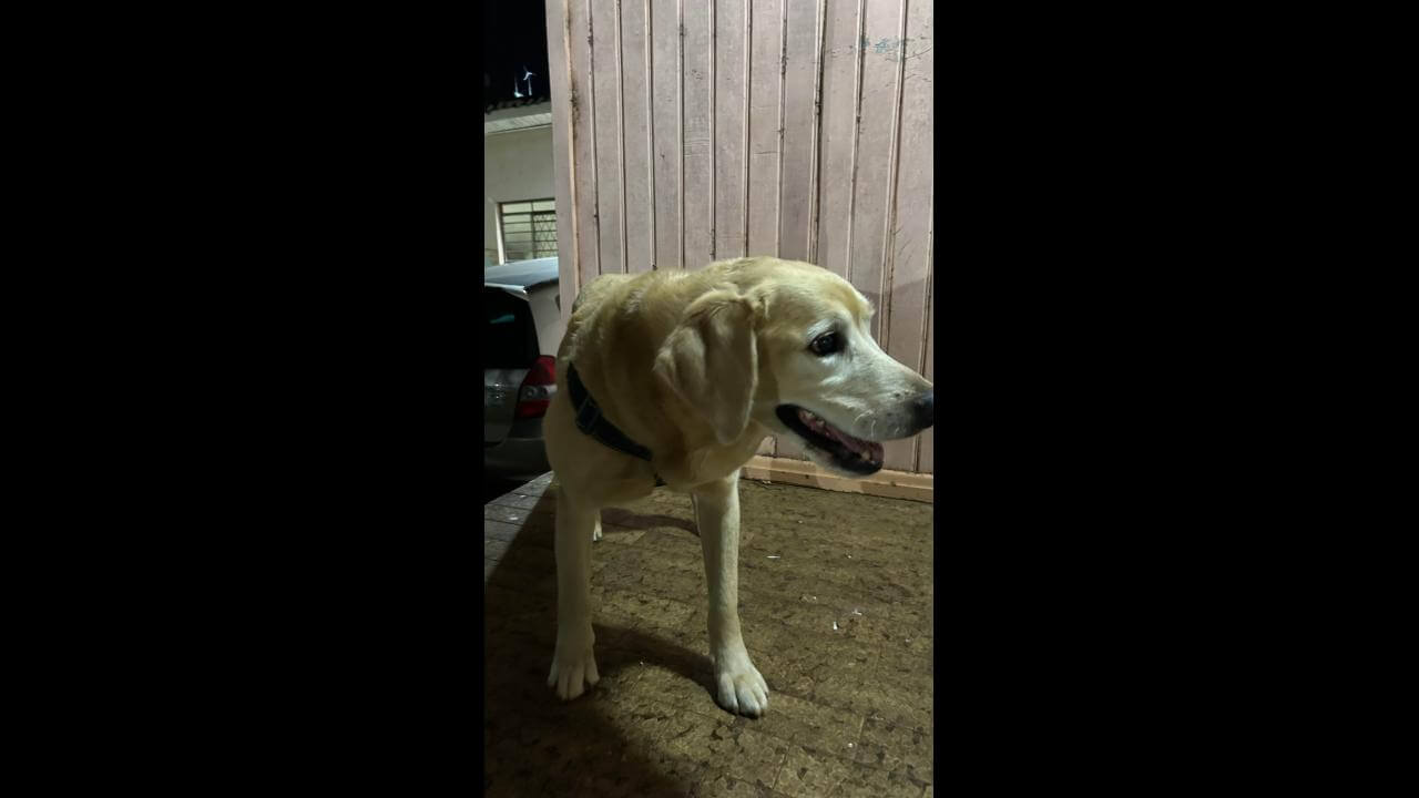 Cachorro é encontrado no bairro Alto Alegre