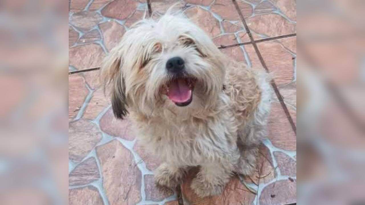 Cachorro é encontrado no bairro Periolo