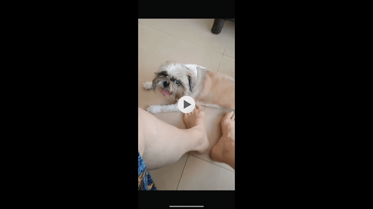 Cachorro é encontrado no bairro Coqueiral