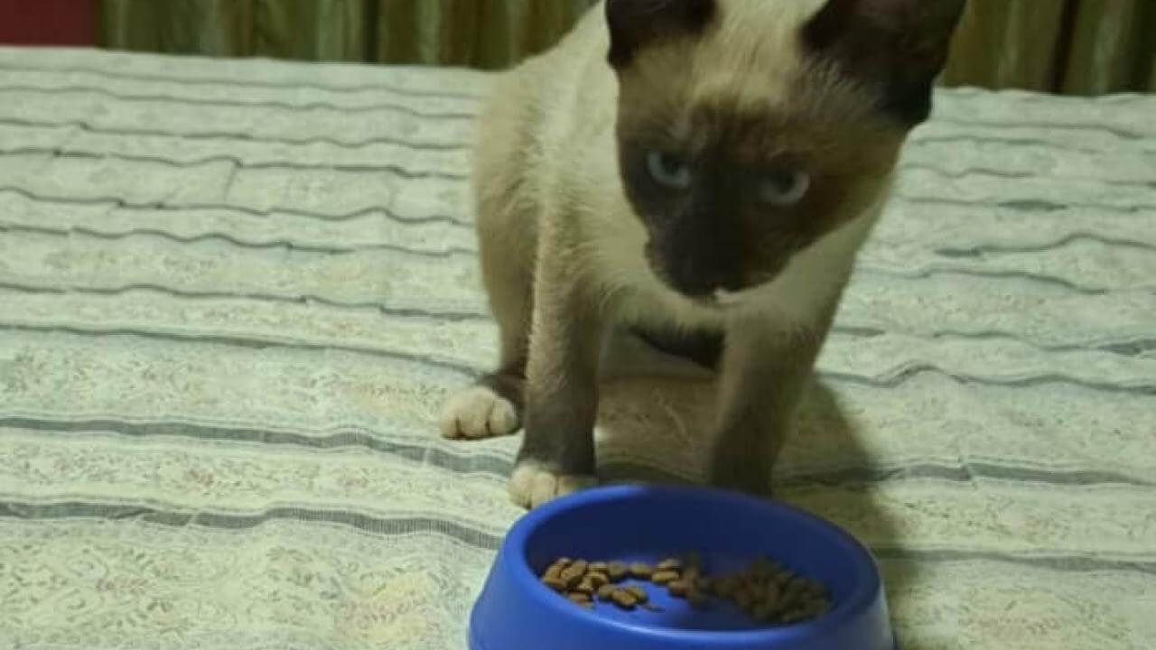 Gata é encontrada no bairro Fag