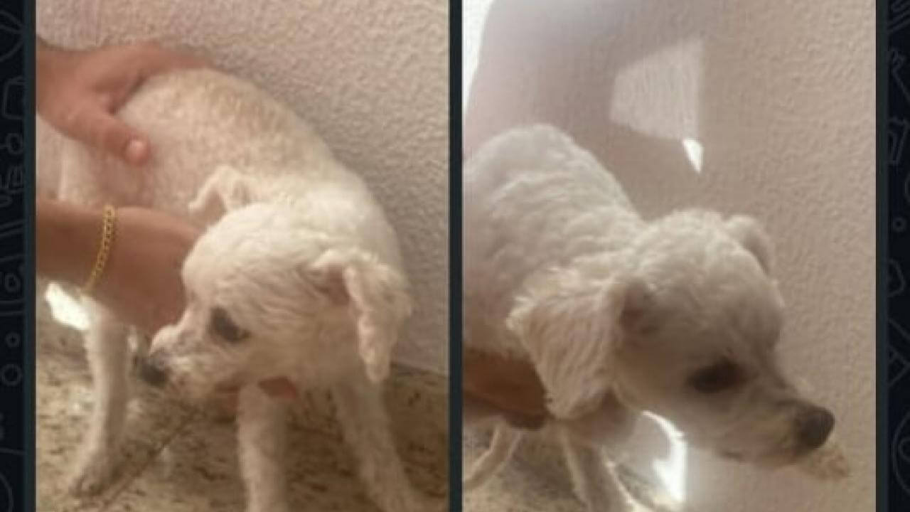 Cachorro é encontrado no bairro Angra dos Reis