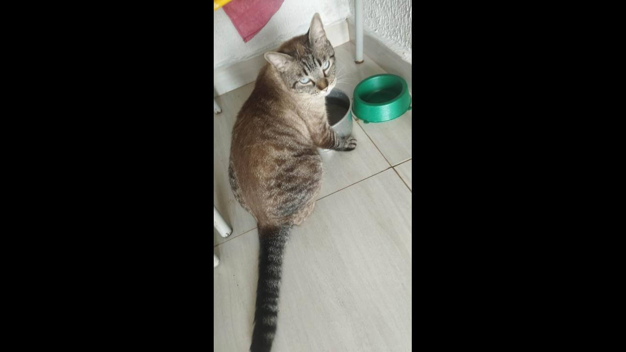 Gato Guerry desapareceu no bairro Morumbi