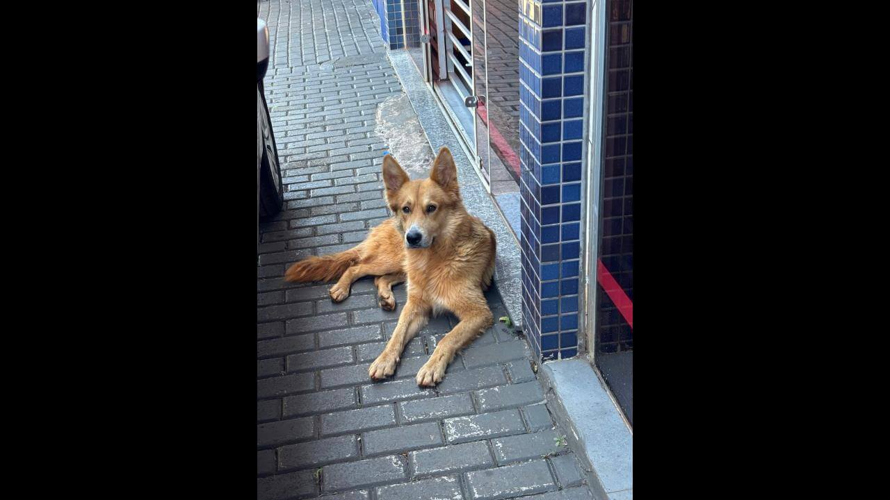 Cachorro é encontrado no bairro Recanto Tropical
