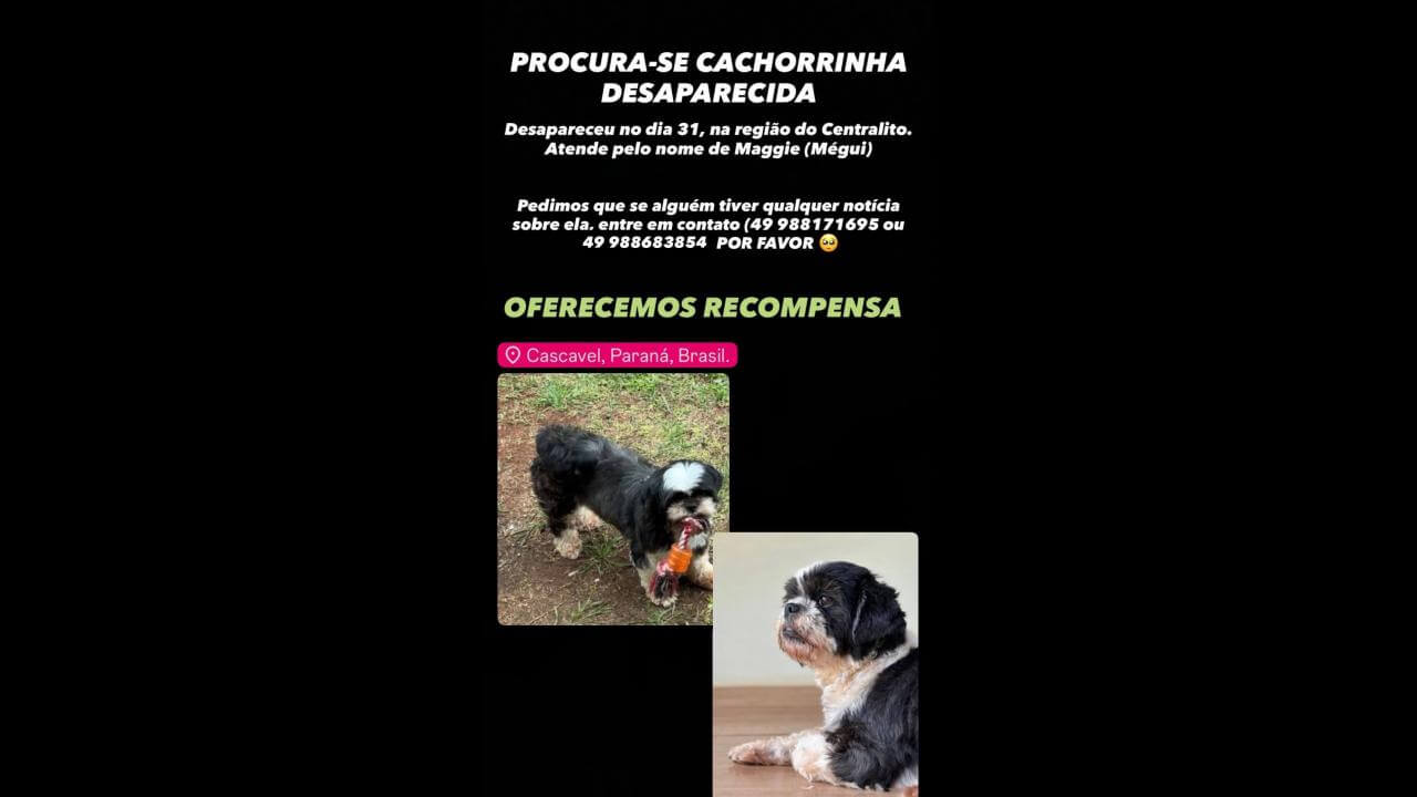 Cachorra Maggie desapareceu no bairro Centralito