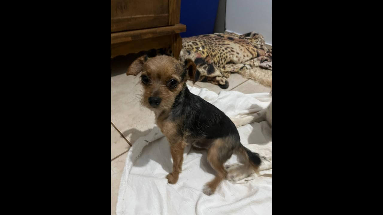 Cachorro Pisquile desapareceu no bairro Parque São Paulo