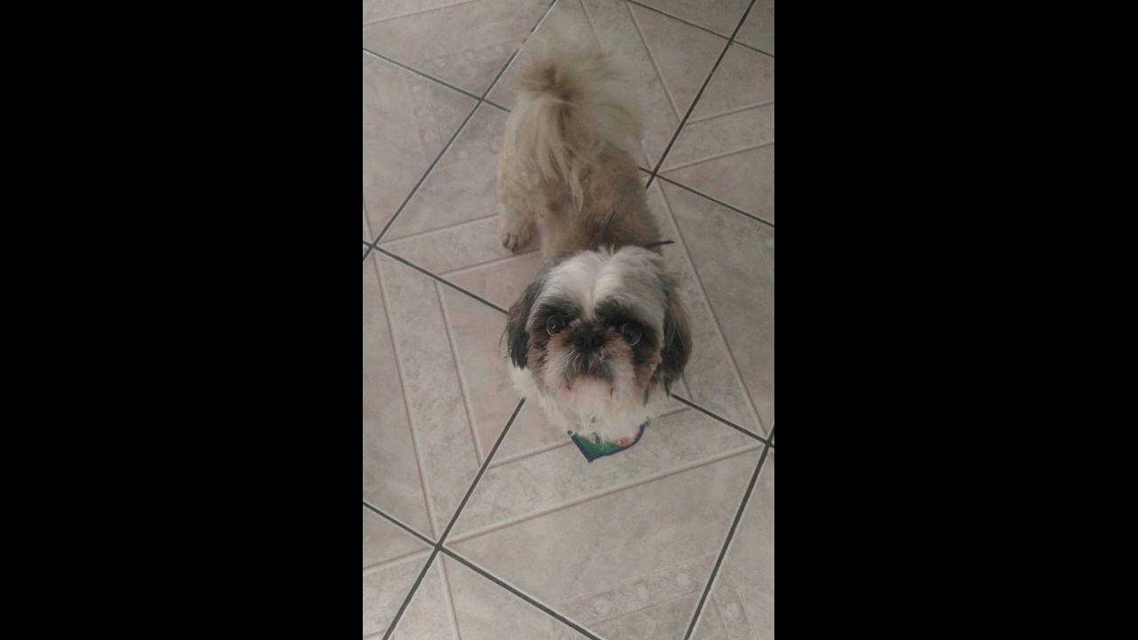 Cachorro Beilly desapareceu no bairro Pioneiros Catarinenses
