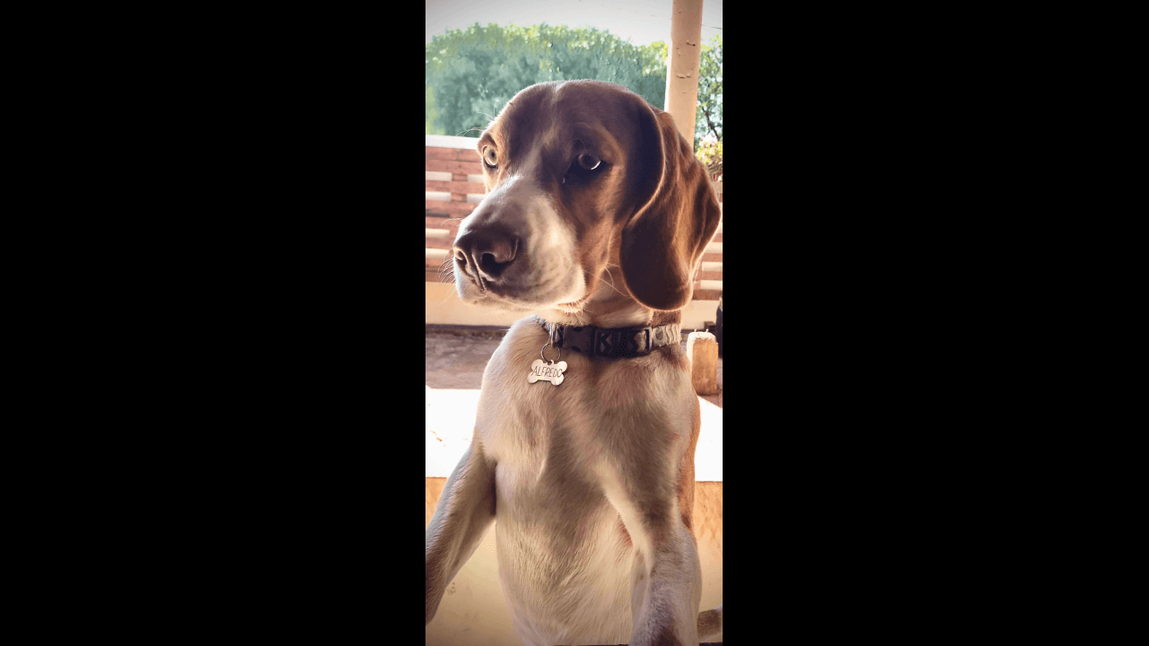 Cachorro Alfredo desapareceu no bairro Brasília