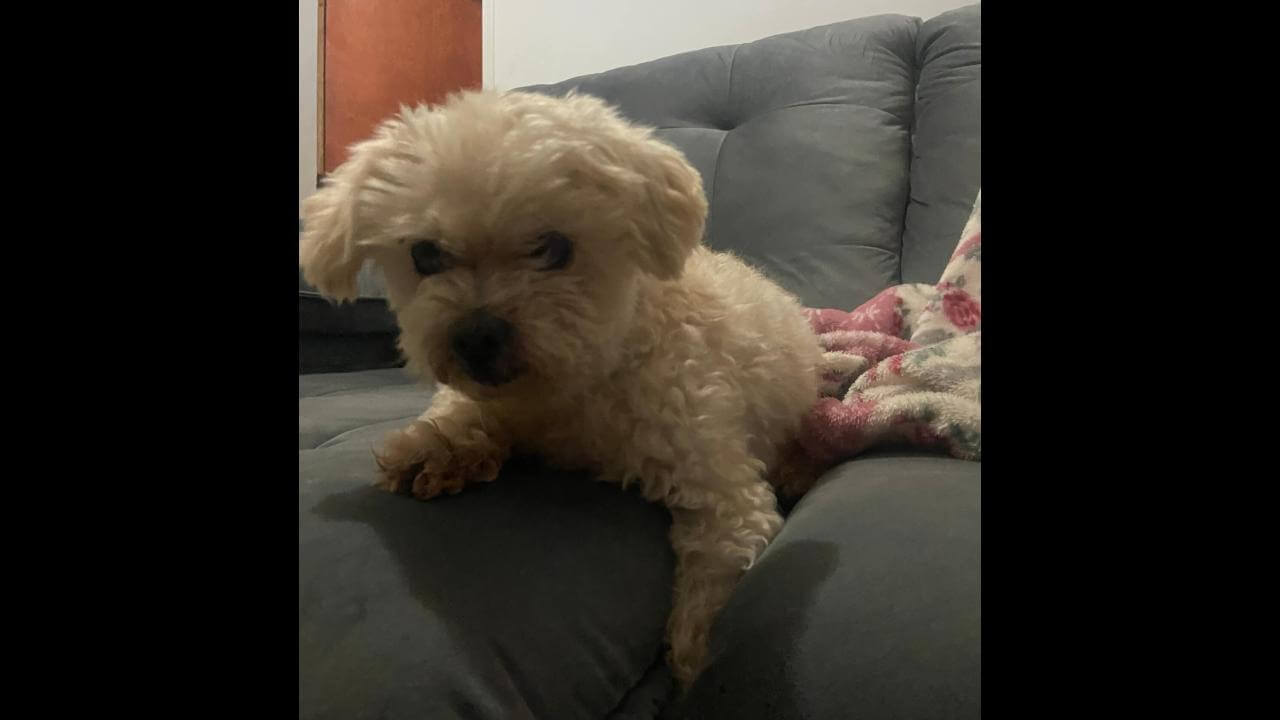 Cachorro é encontrado no bairro Periolo