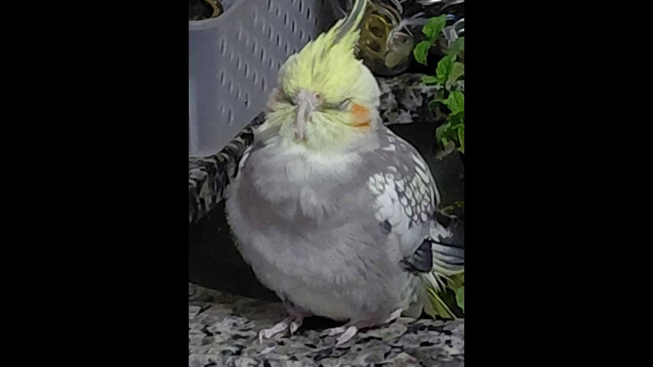 Calopsita é encontrado no bairro Neva