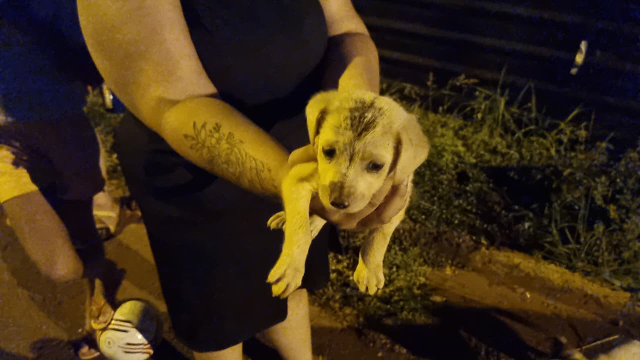 Bombeiros resgatam cãozinho que caiu em bueiro no Bairro Esmeralda