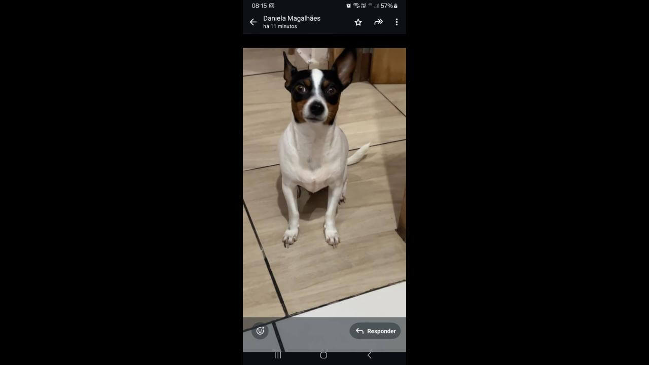 Cachorra Mayla desapareceu no bairro Cascavel Velho
