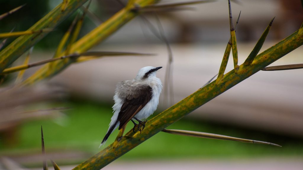 Será que chove finalmente em Cascavel? Previsão indica 90% de probabilidade