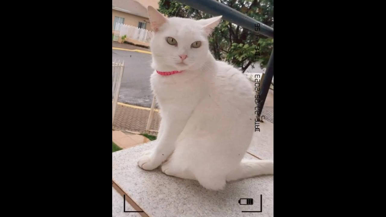 Gata Juju desapareceu no bairro Gramado Gata Juju desapareceu no bairro Gramado
