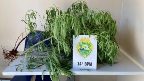 Polícia Militar prende homem e apreende plantas de cannabis em Medianeira Imagem referente a Polícia Militar prende homem e apreende plantas de cannabis em Medianeira