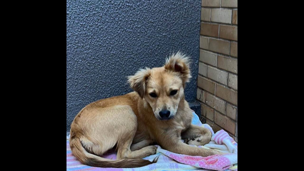 Cachorra é encontrada no bairro Alto Alegre Cachorra é encontrada no bairro Alto Alegre