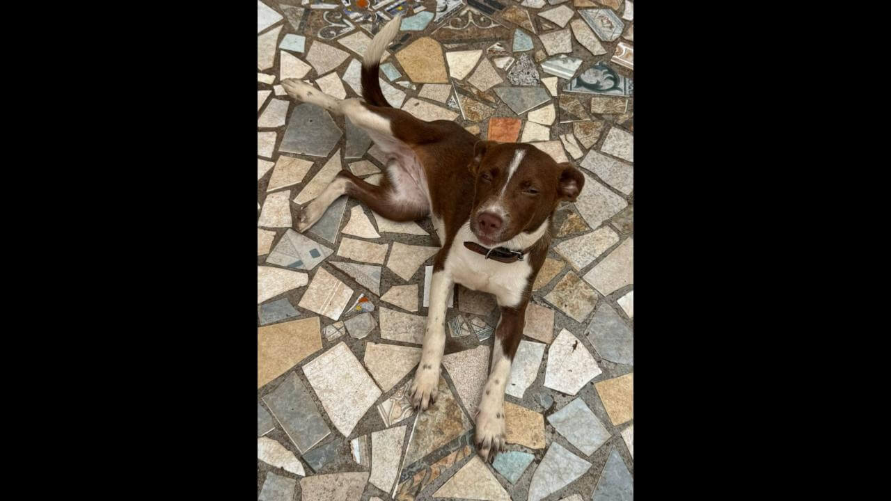 Cachorra é encontrada no bairro Coqueiral Cachorra é encontrada no bairro Coqueiral
