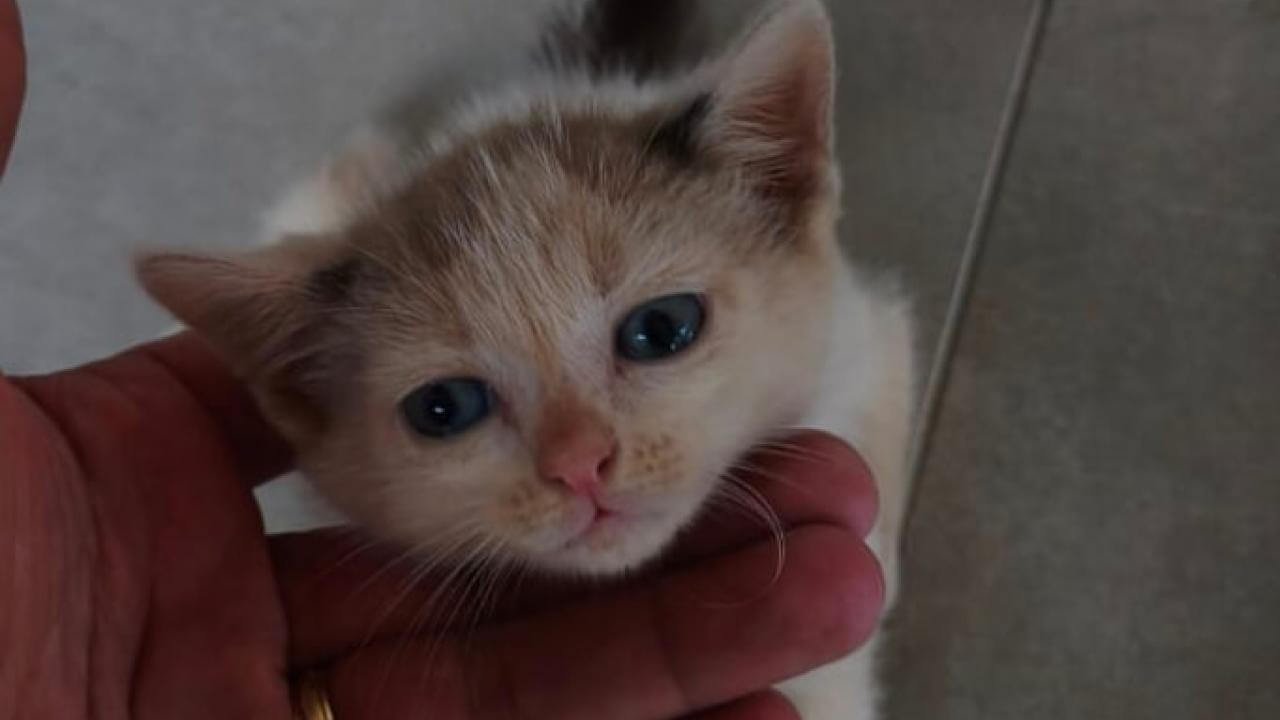 Gato é encontrado no bairro Brasília Gato é encontrado no bairro Brasília