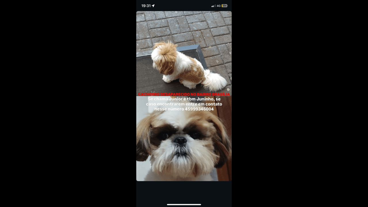 Cachorro desapareceu no bairro Brasília