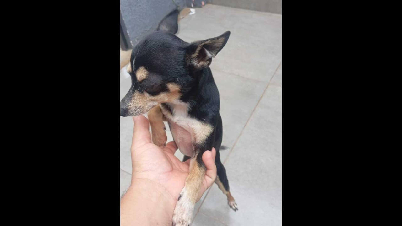 Cachorro Max desapareceu no bairro Brasília