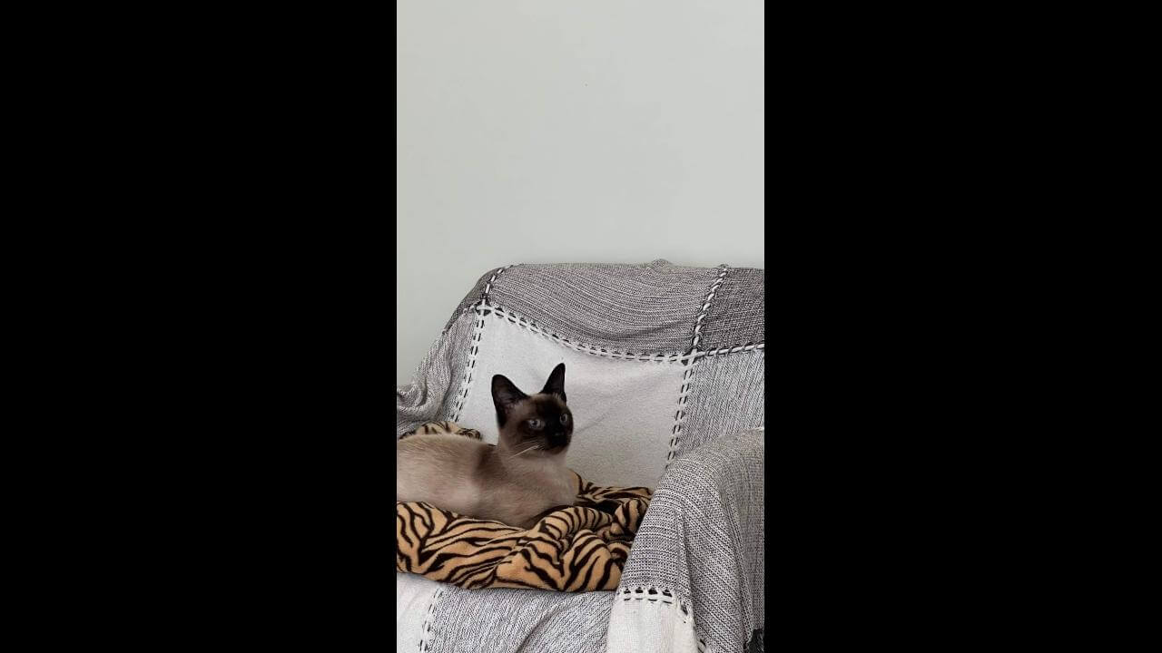 Gato Platão desapareceu no bairro Ciro Nardi
