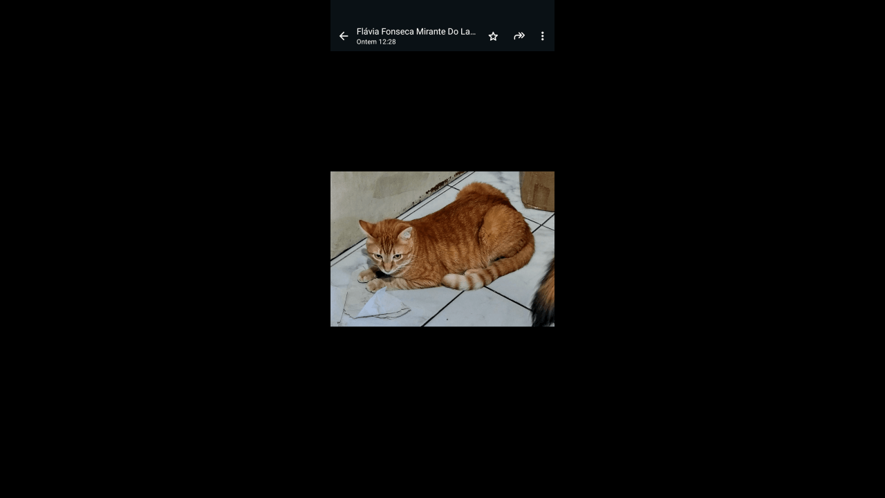 Gato Garfieldt desapareceu no bairro Região do Lago