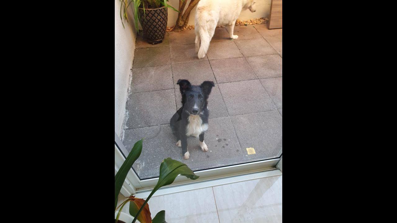 Cachorro é encontrado no bairro Canadá