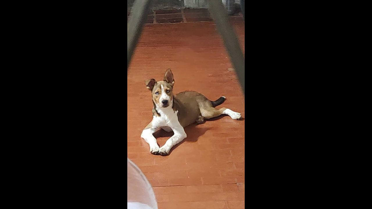Cachorro Coité desapareceu no bairro Parque São Paulo