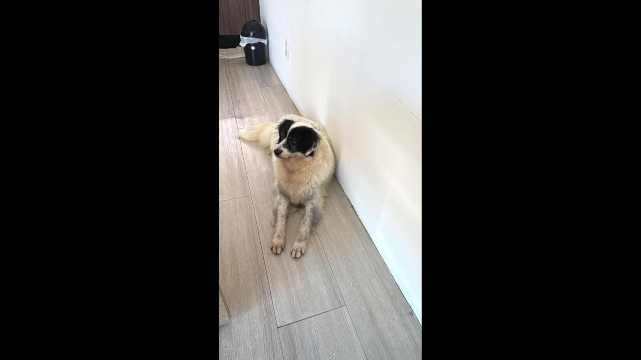 Cachorro é encontrado no bairro Esmeralda