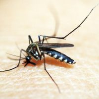 Brasileiros publicam maior estudo já feito sobre sequelas do zika Imagem referente a Brasileiros publicam maior estudo já feito sobre sequelas do zika