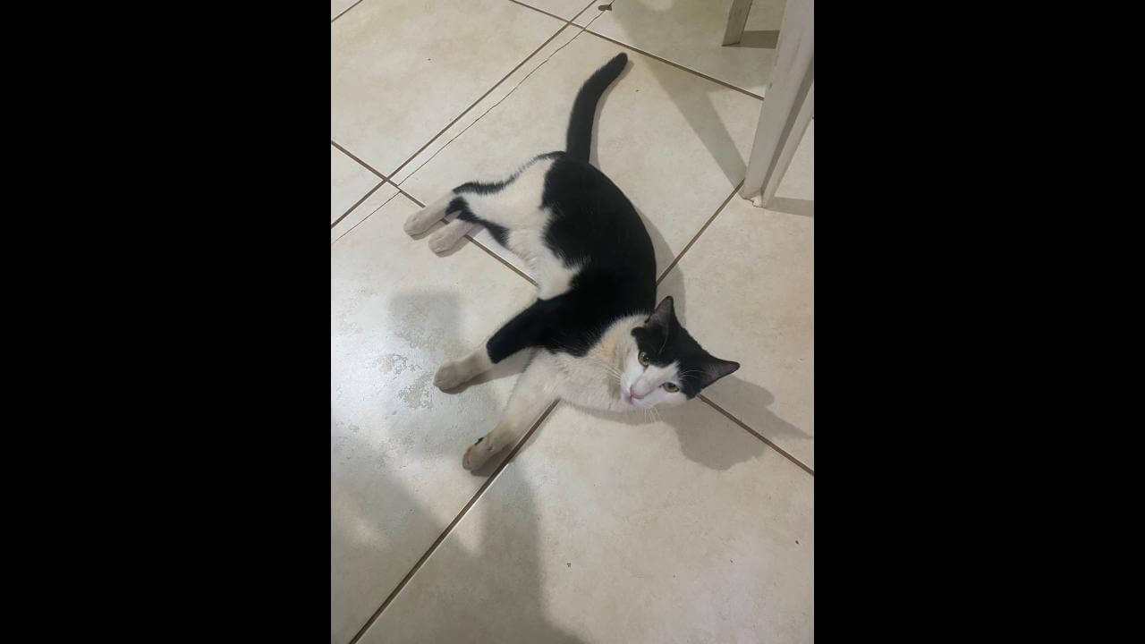 Gato é encontrado no bairro Parque São Paulo