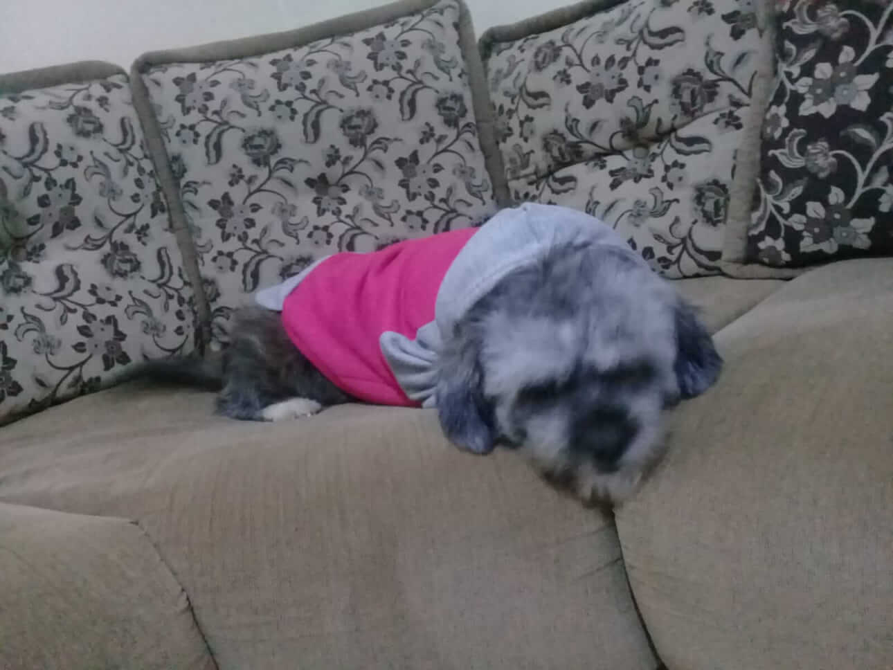 Cachorra Princesa desapareceu no bairro 14 de Novembro Cachorra Princesa desapareceu no bairro 14 de Novembro