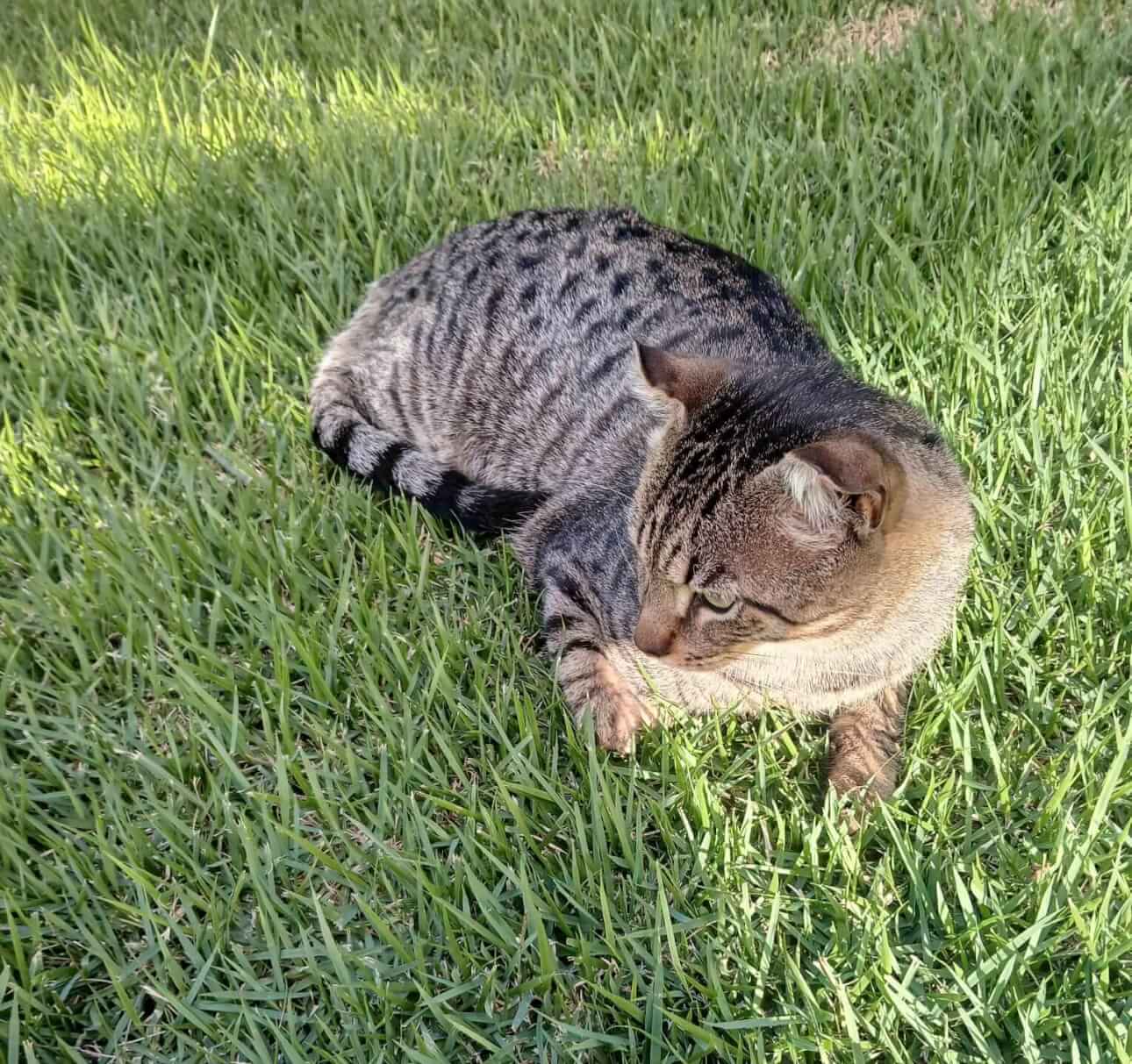 Gato é encontrado no bairro Maria Luiza