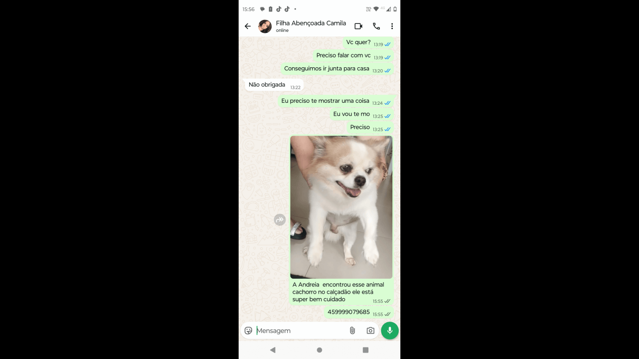 Cachorro é encontrado no bairro Centro