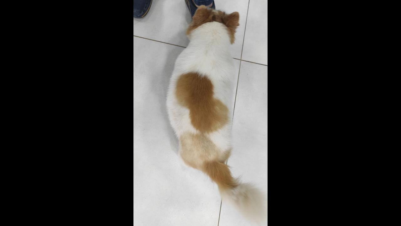 Cachorro é encontrado no bairro Centro