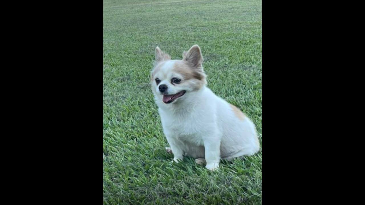 Cachorro Tito desapareceu no bairro Centro