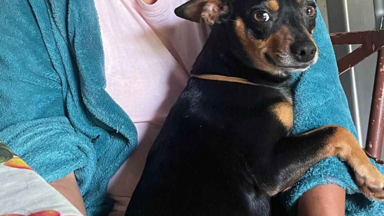 Cachorra Safira desapareceu no bairro Floresta