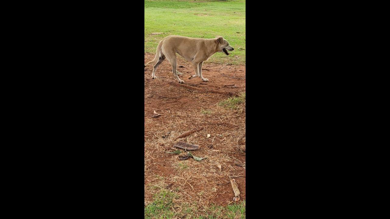 Cachorra é encontrada no bairro Parque Verde