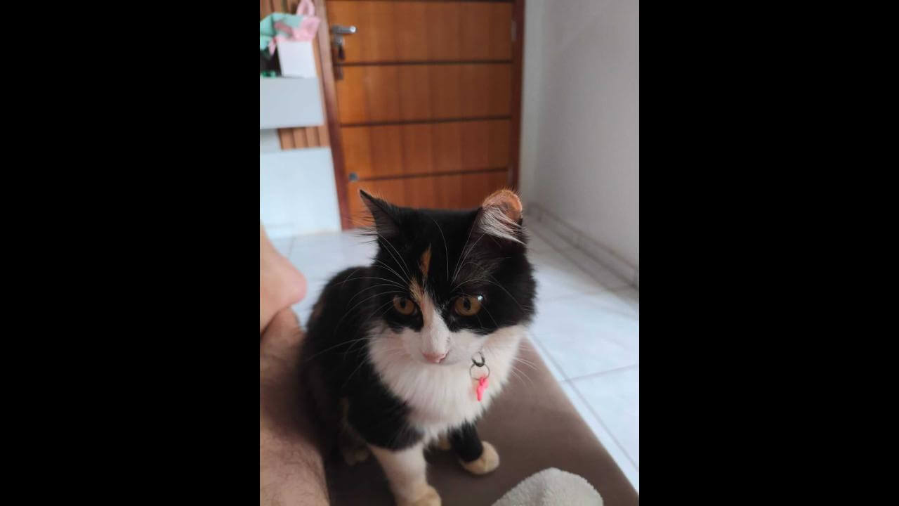Gata Marie desapareceu no bairro Morumbi