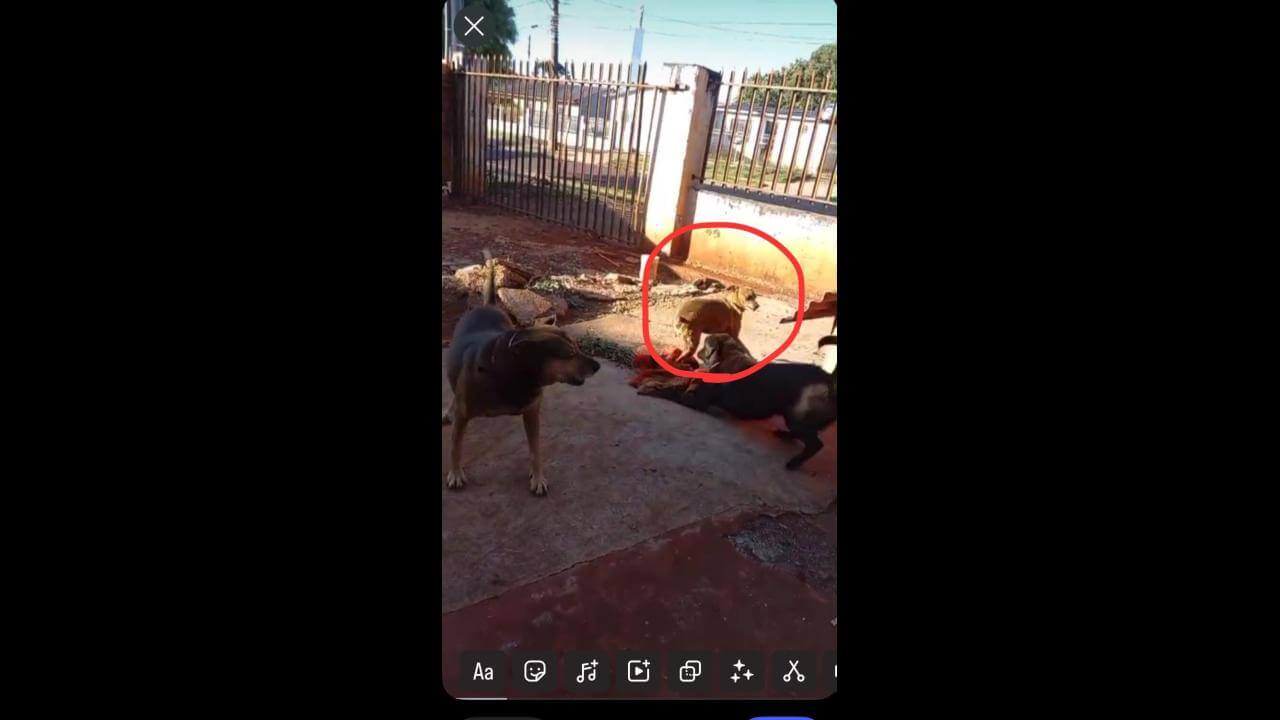 Cachorro Bill desapareceu no bairro Presidente