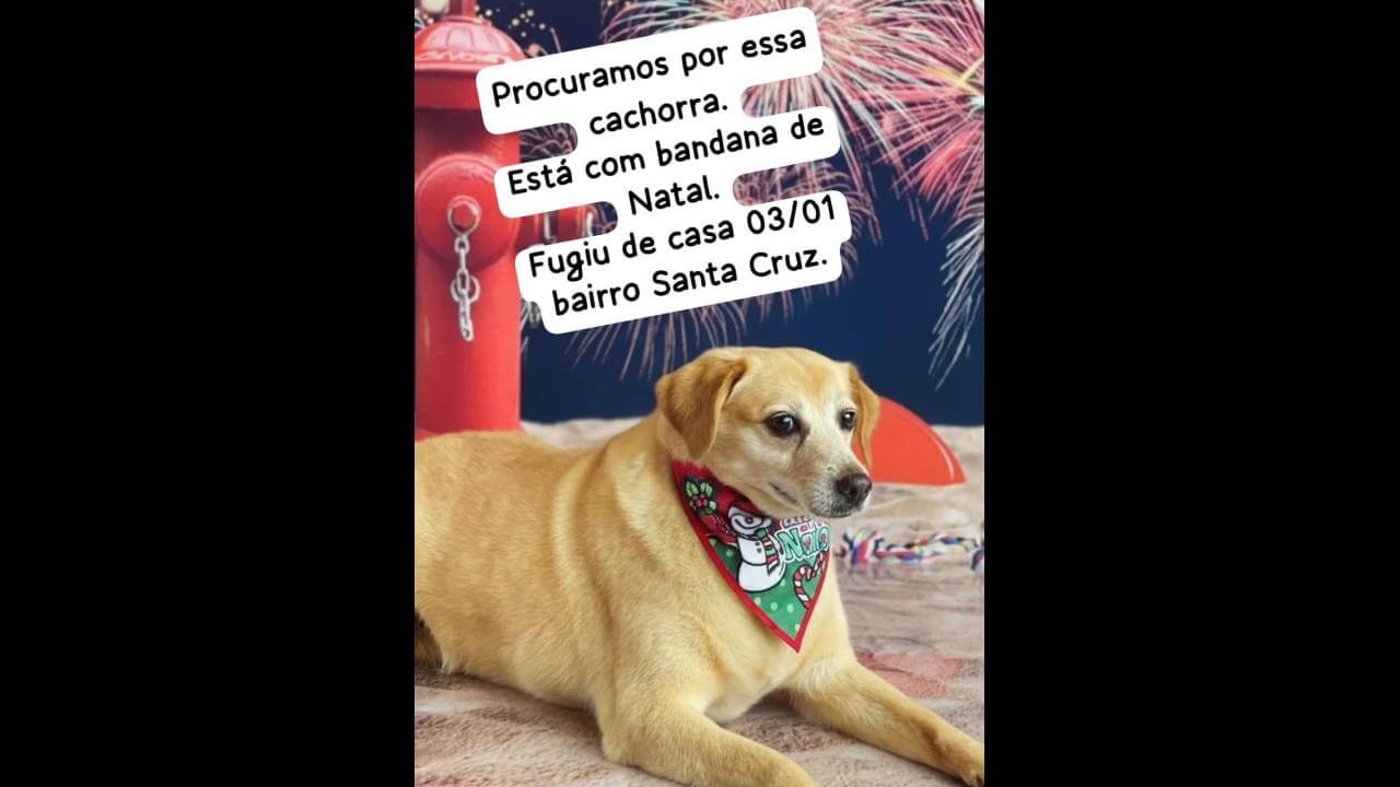 Cachorra Marrom desapareceu no bairro Santa Cruz