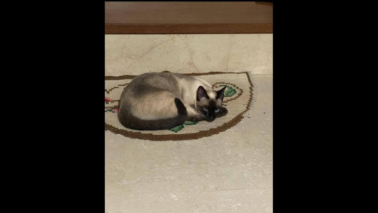 Gata Épica desapareceu no bairro Nova York