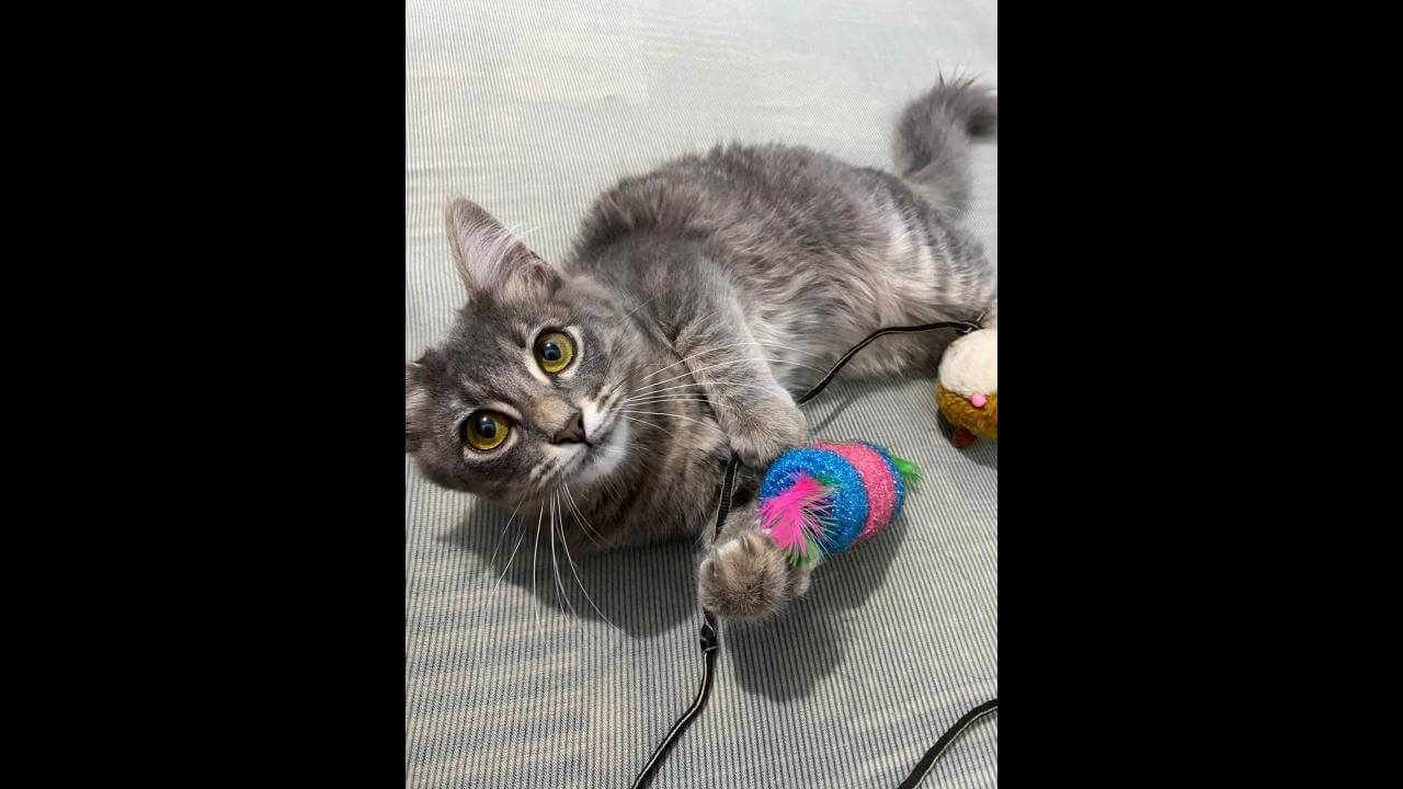 Gata Charlote desapareceu no bairro Cascavel Velho