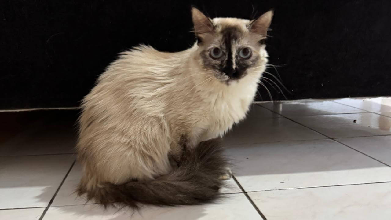 Gata é encontrada no bairro Pioneiros Catarinenses Gata é encontrada no bairro Pioneiros Catarinenses