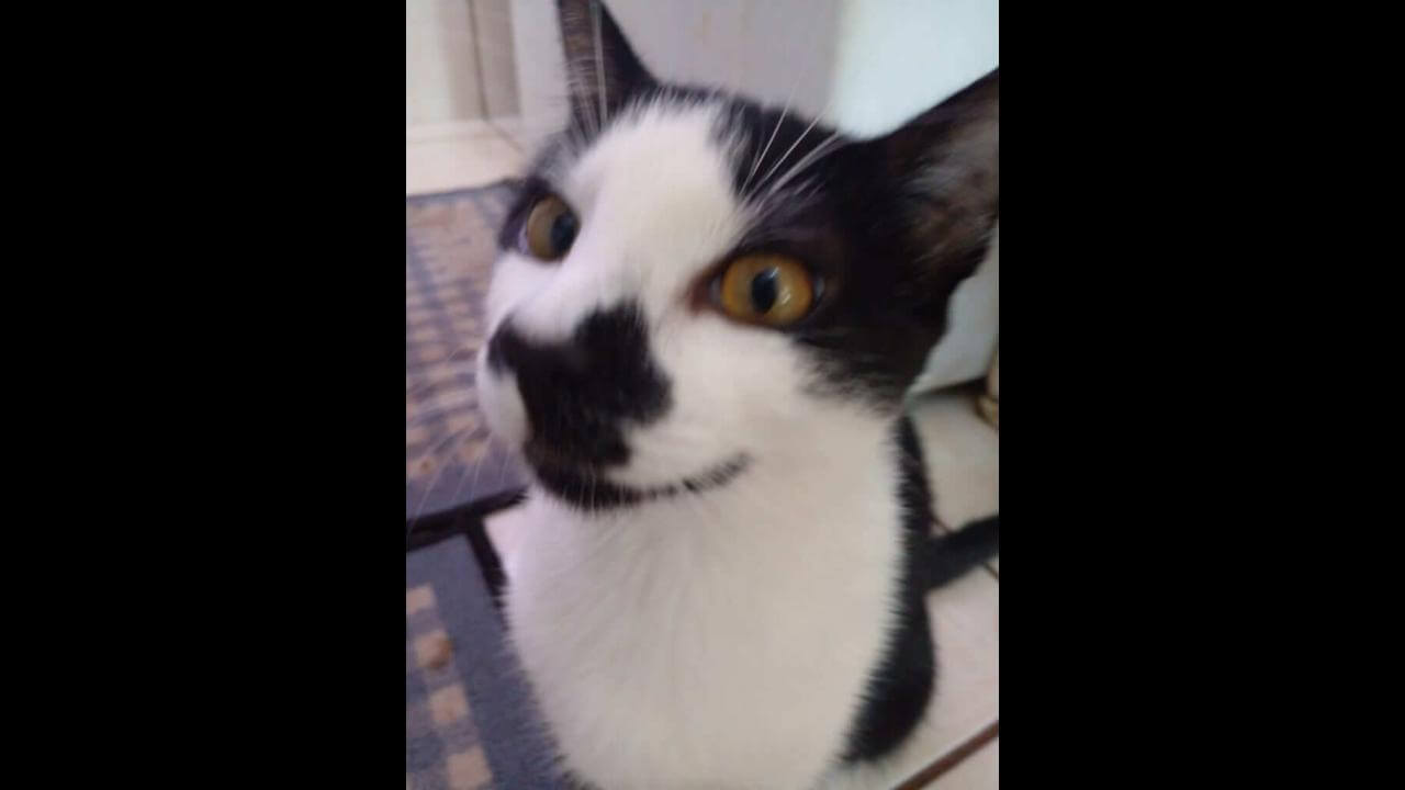 Gato Frajola desapareceu no bairro Ecopark Gato Frajola desapareceu no bairro Ecopark