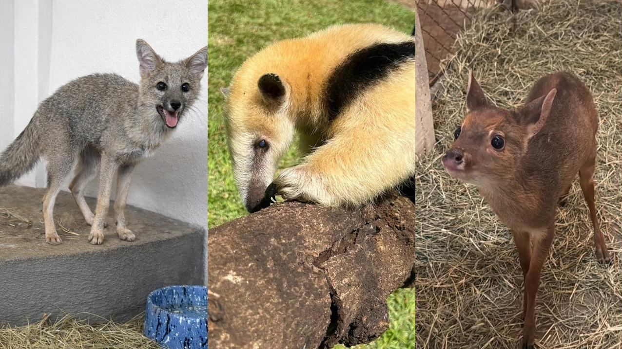 Conheça os novos moradores do Zoológico de Cascavel Conheça os novos moradores do Zoológico de Cascavel