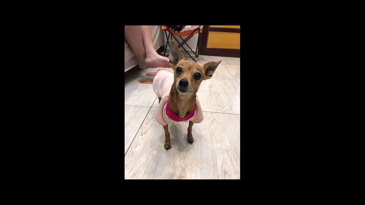 Cachorra Princesa desapareceu no bairro Belmonte