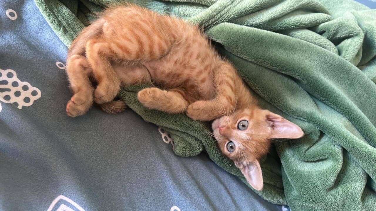 Gato Rodolfo desapareceu no bairro Periolo