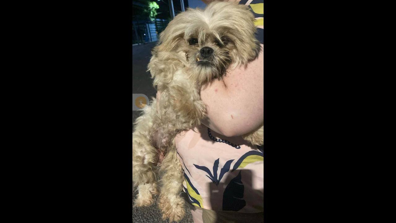 Cachorro é encontrado no bairro Pacaembu