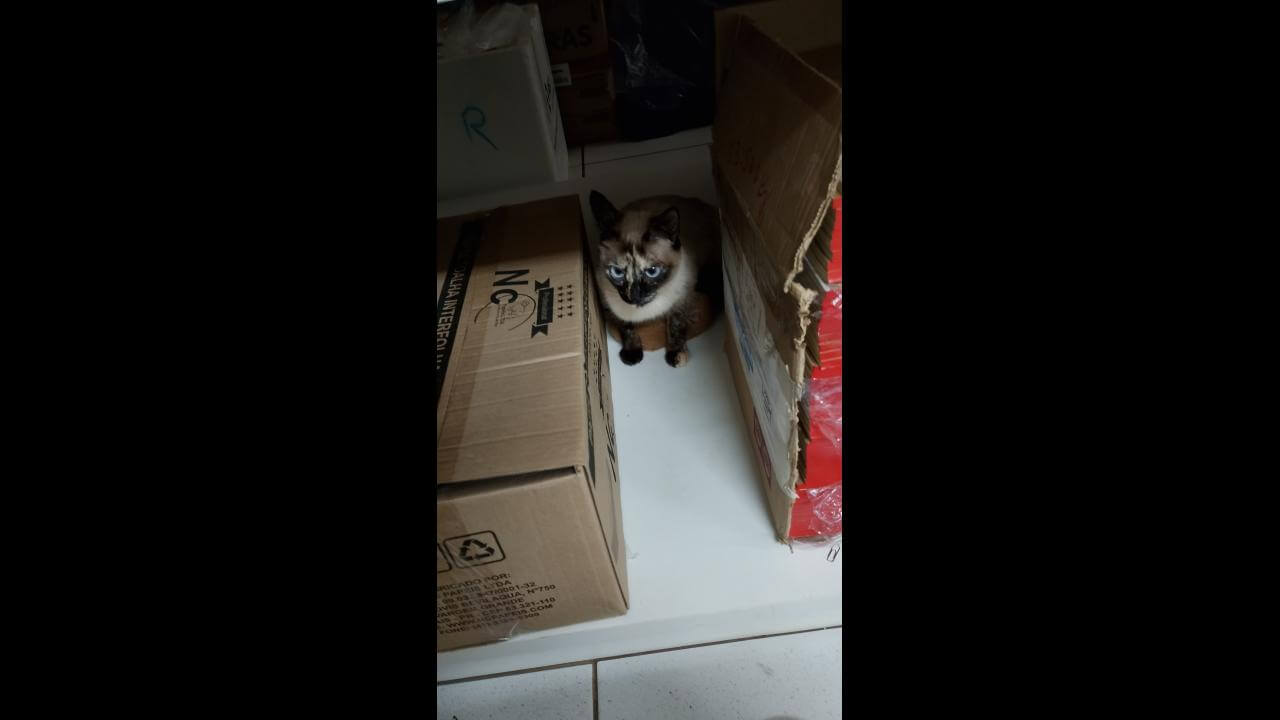Gata Mel desapareceu no bairro Periolo
