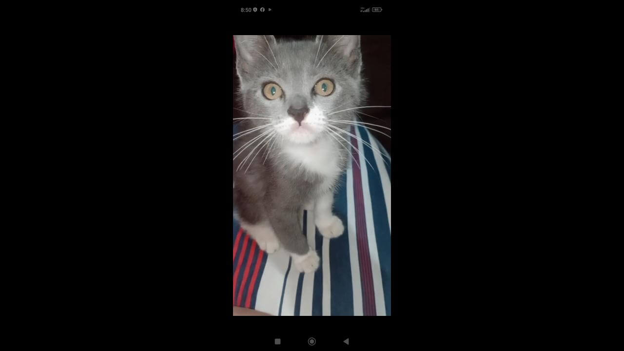 Gato Theodor desapareceu no bairro Brasmadeira